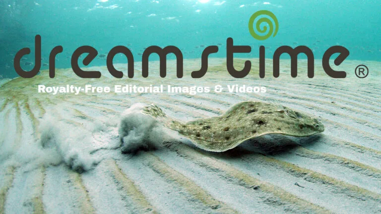dreamstime Royalty FREE images